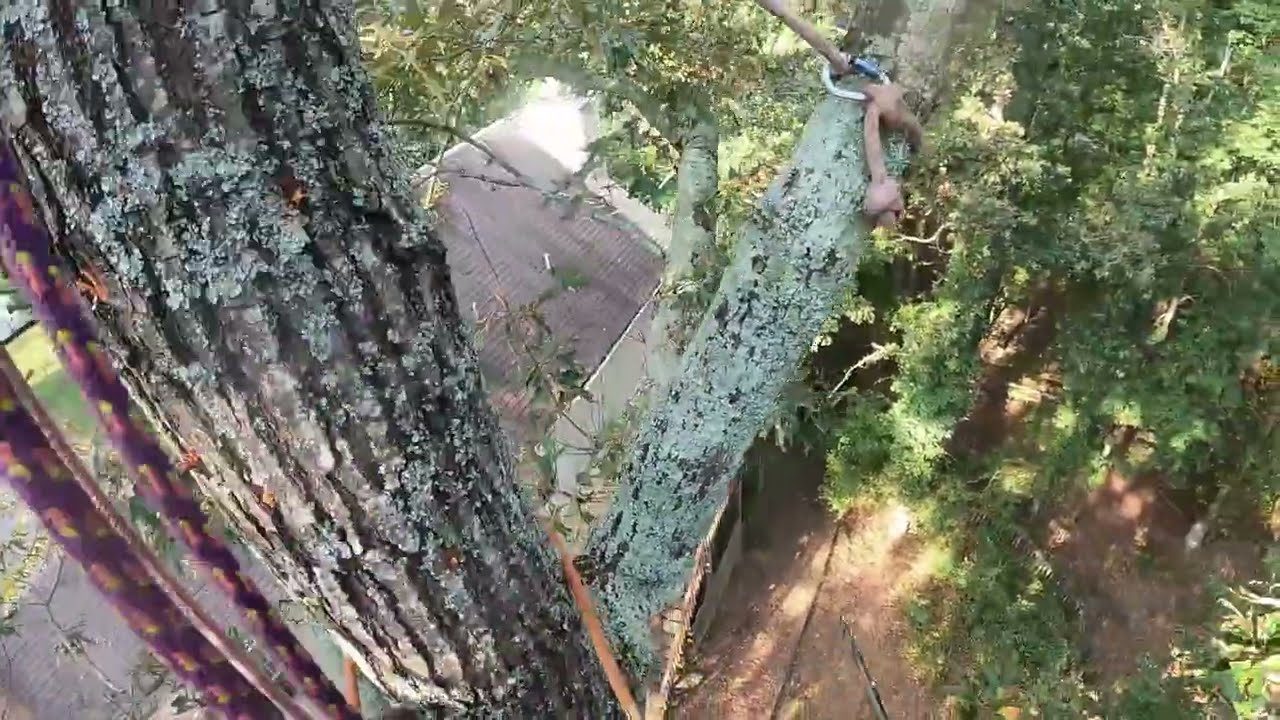 Rusty&rsquo;s climber high in a tree