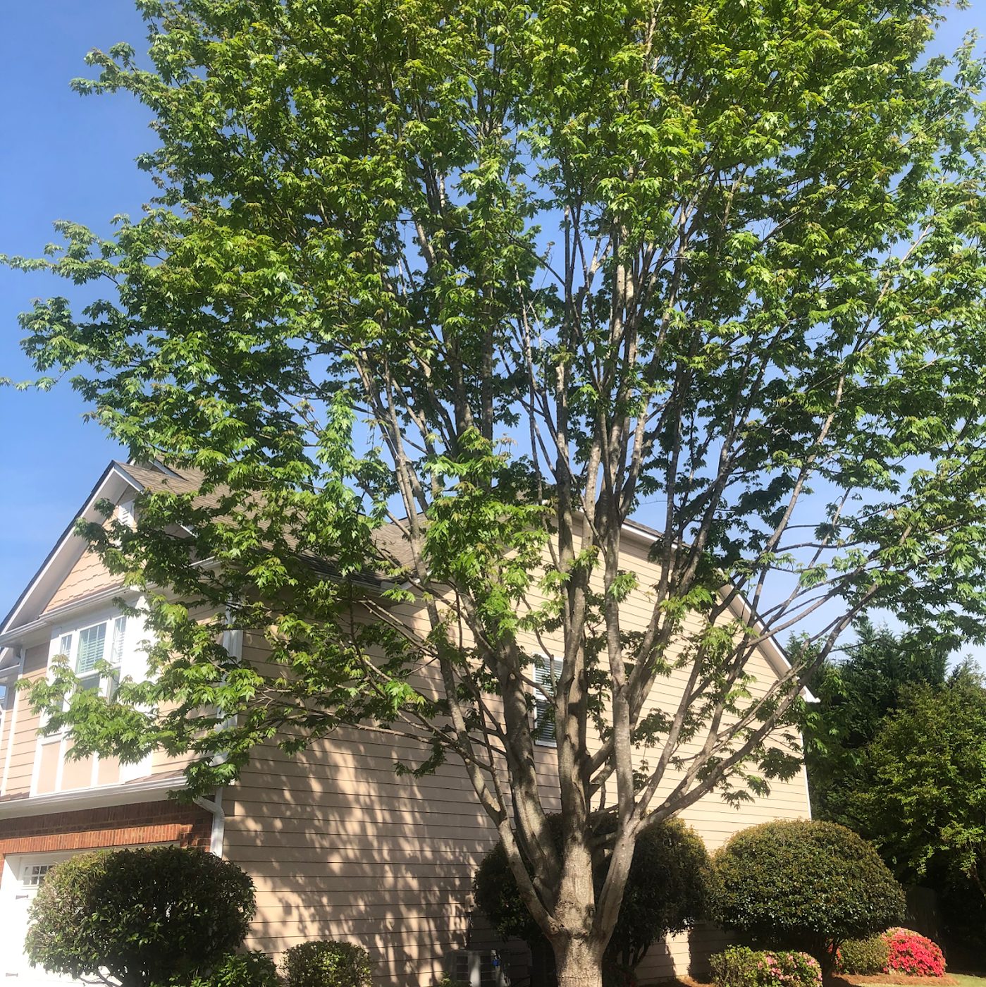 Healthy shade tree after pruning