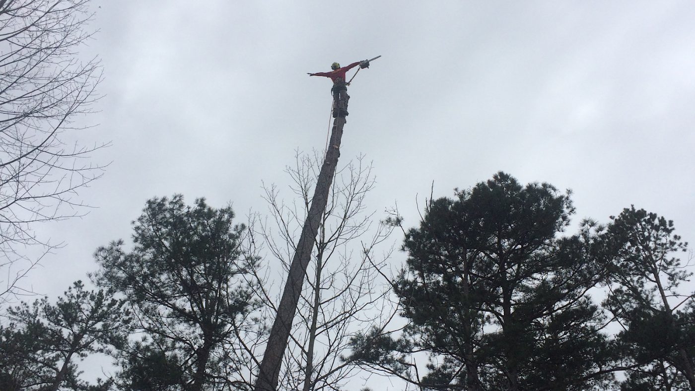 Tall pine being taken down in sections