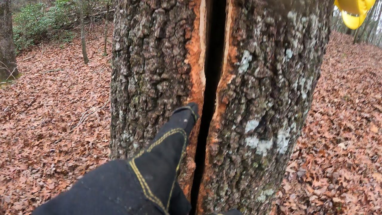 Inspecting a split trunk before rigging